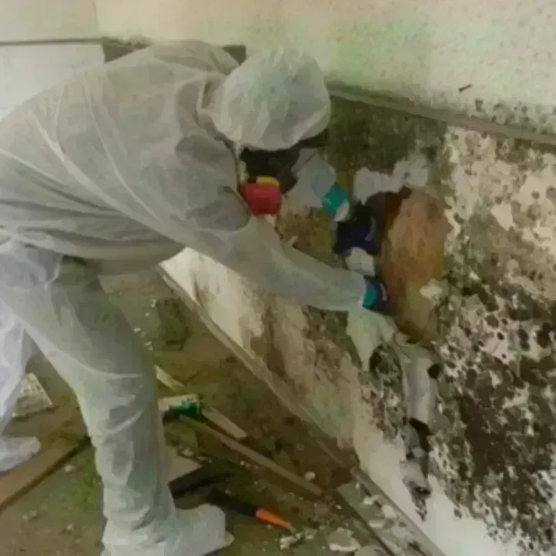 Mold Remediation and Removal in Royal Pines, NC